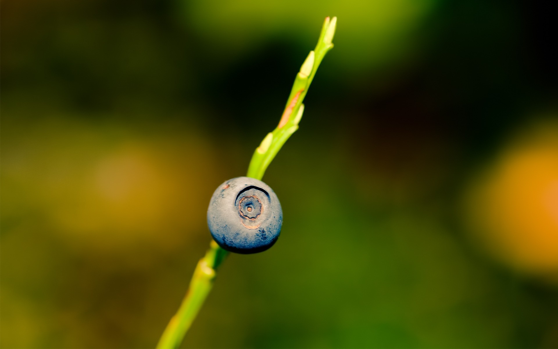 الطبيعة ورقة النباتات طمس اللون الصيف حديقة النمو في الهواء الطلق الخريف الفاكهة