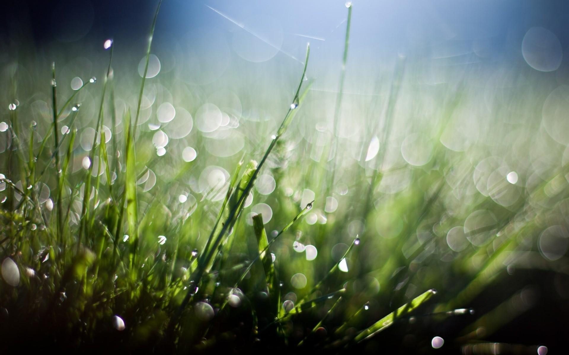 العشب العشب الندى هايماكينغ الحقل الخريف سطح المكتب النباتات الفجر حديقة المطر الطبيعة الشمس الصيف اللون الخصبة مشرق الطقس الجيد التشويش نضارة