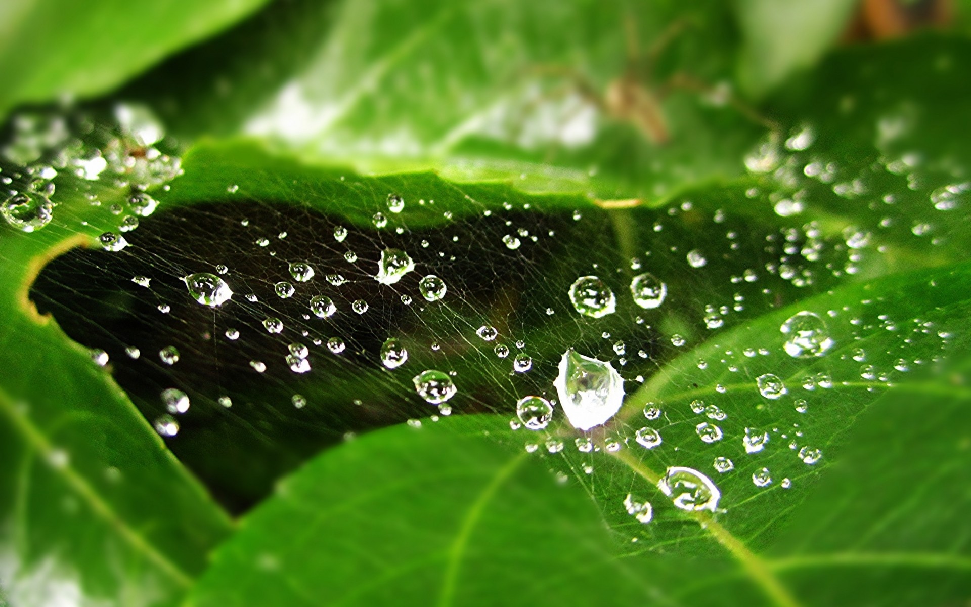 الندى المطر الخريف قطرات الرطب ورقة قطرات النباتات المياه النظافة السد نضارة الطبيعة حديقة النمو السائل ندي المتوسطة القريبة قطرات الماء درو. ويب سبايدر