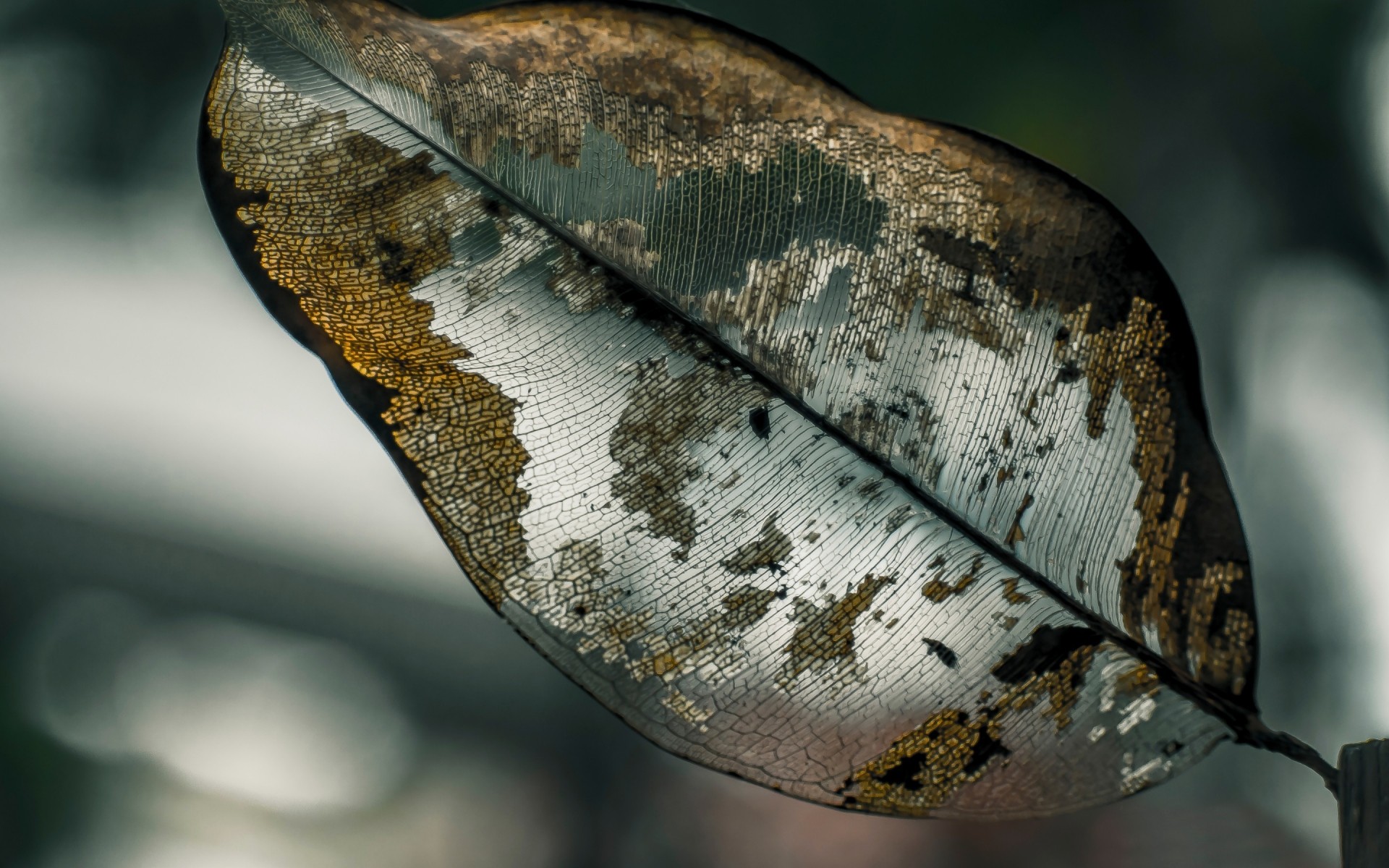 الطبيعة واحد الحيوان سطح المكتب ورقة