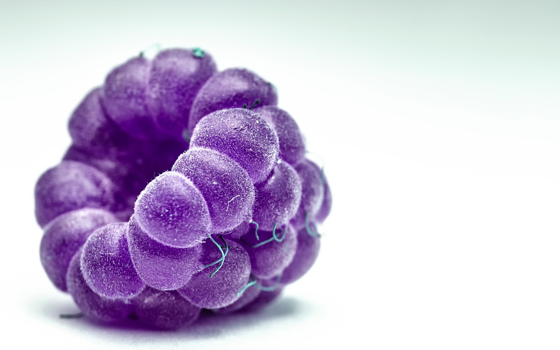 طبيعة سطح المكتب عن قرب اللون فلورا معزولة التوت ماكرو الفاكهة التوت