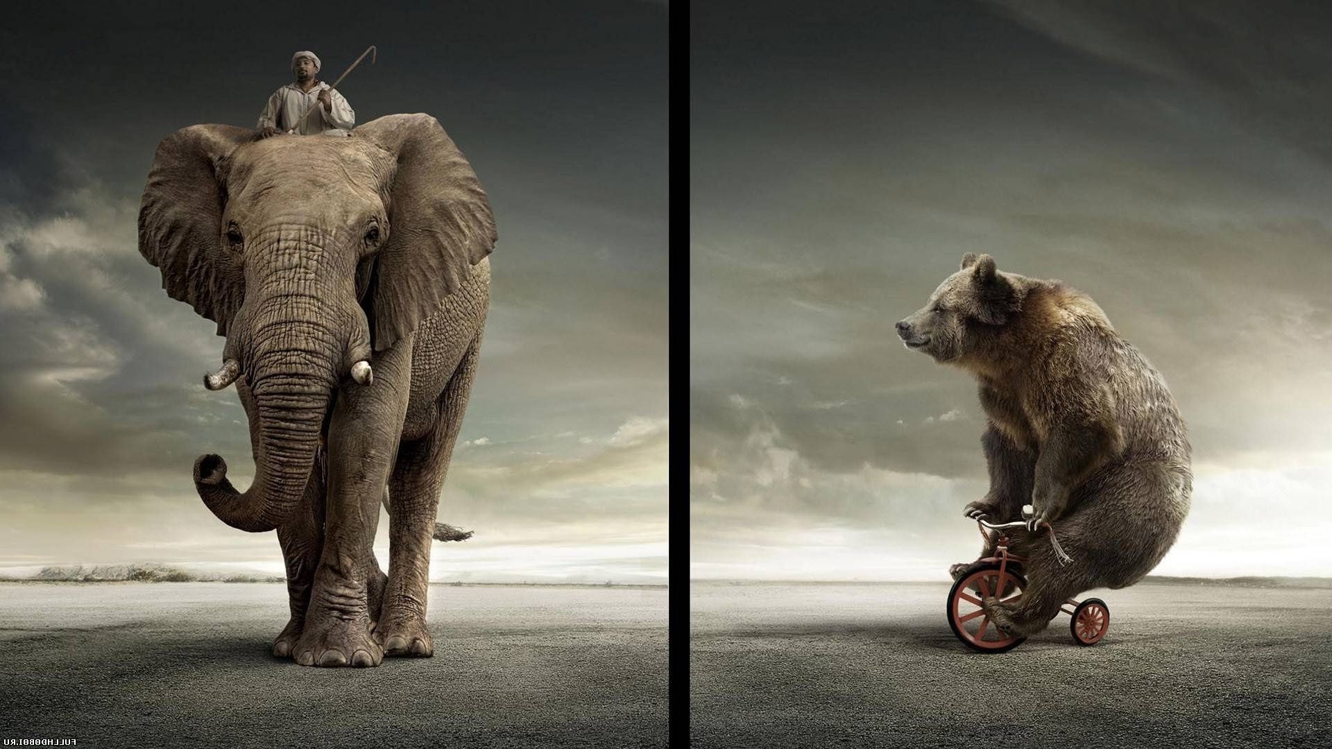 الثدييات الحيوان الفيل واحد الحياة البرية اثنان صورة