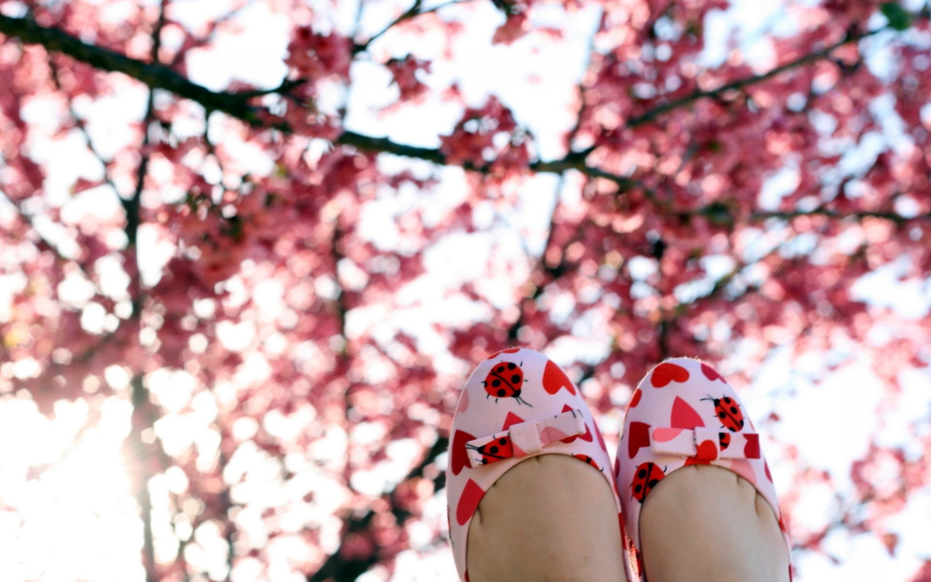 الكرز شجرة زهرة في الهواء الطلق الشتاء الموسم الطبيعة المناظر الطبيعية فرع بارك