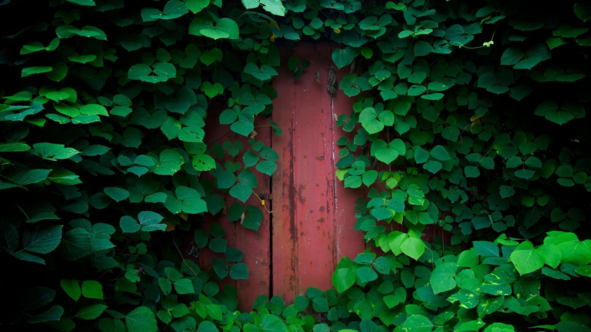 ورقة اللبلاب سطح المكتب مجردة الملمس حديقة جدار البرسيم نمو الطبيعة النباتات الخشب قالب الحظ