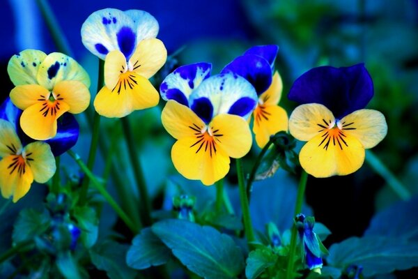 زهور الثالوث عن قرب على خلفية ضبابية