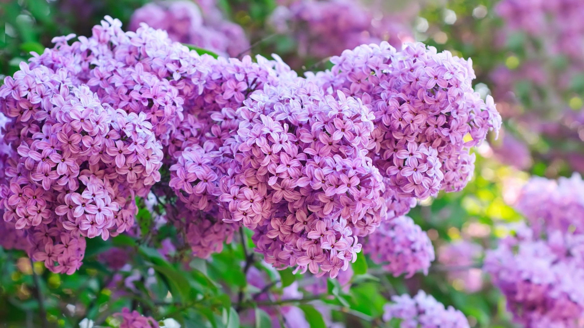 زهرة فلورا الطبيعة حديقة شجيرة تزهر الصيف ورقة الخزامى نمو الأزهار اللون الموسم البتلة مشرق فرع شجرة النباتية في الهواء الطلق