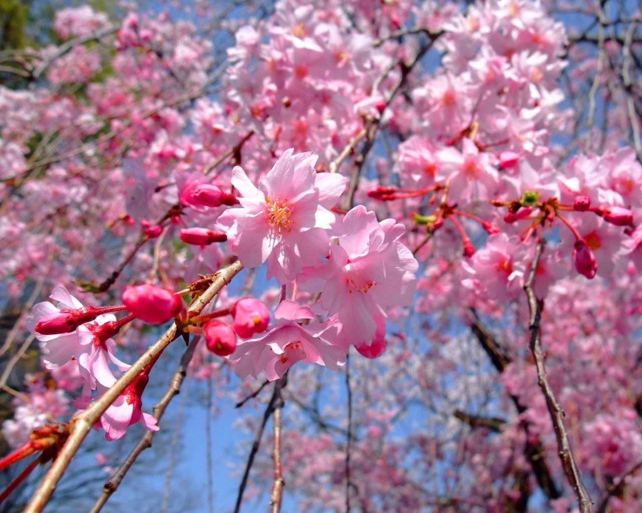 الكرز زهرة فرع شجرة النباتات الطبيعة الموسم تزهر حديقة النمو البتلة ورقة الربيع الأصدقاء في الهواء الطلق بارك اللون مشرق الأزهار