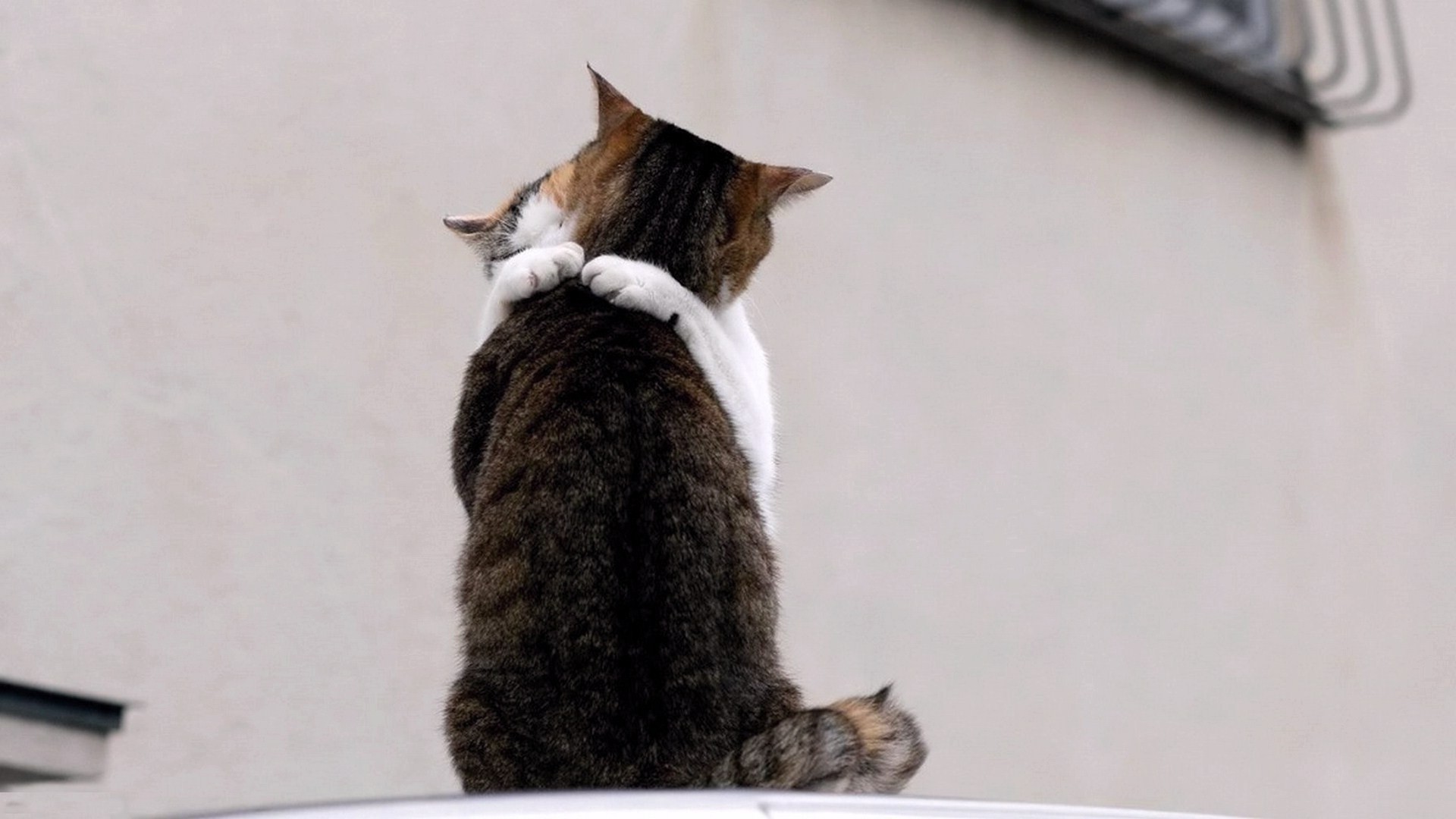 القط الثدييات لطيف الحيوان هريرة الحيوانات الأليفة واحد المحلية الفراء