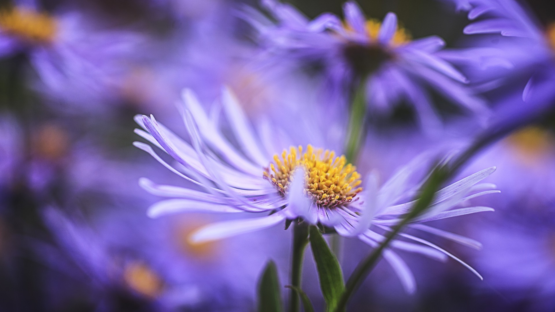 الطبيعة زهرة النباتات الصيف حديقة الأزهار البتلة مشرق ورقة اللون تزهر قرب جميلة في الهواء الطلق لطيف