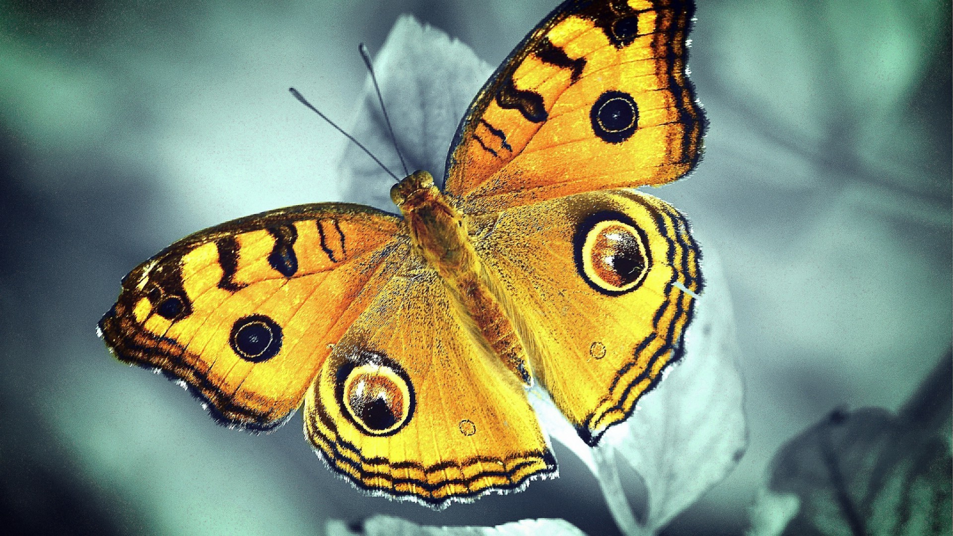 فراشة الحشرات الطبيعة اللافقاريات الحياة البرية الحيوان الجناح العاهل في الهواء الطلق قشريات الأجنحة العثة اللون الصيف البيولوجيا حديقة البرية يطير جميلة