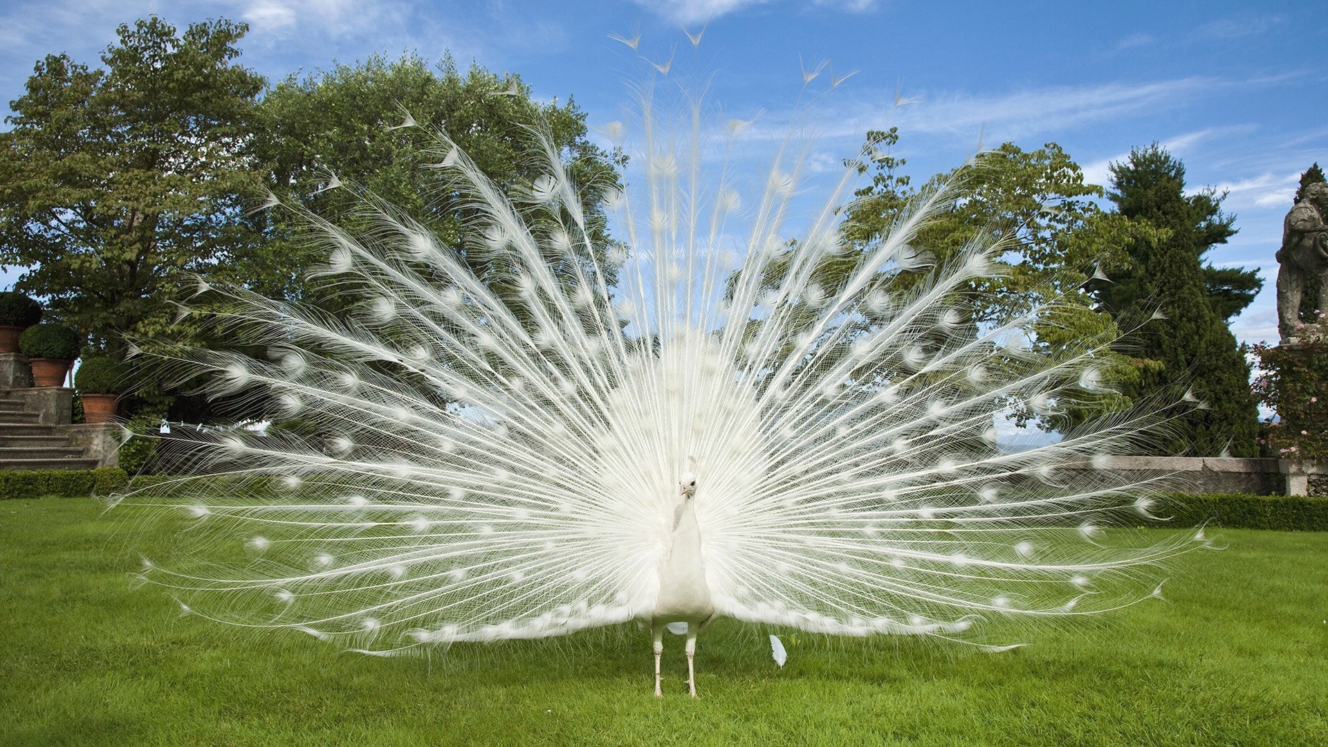 الطبيعة العشب بارك في الهواء الطلق جميلة الصيف حديقة مشرق السماء النباتات الحديقة