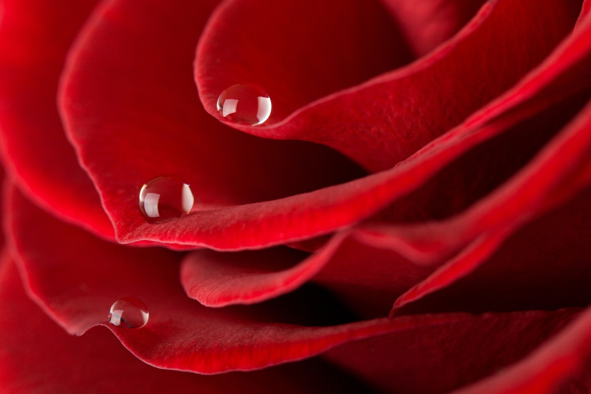 روز الحب الرومانسية زهرة البتلة رومانسية تزهر العطاء الذكرى النباتية الطبيعة النباتات هدية جميلة حديقة اللون الحب الندى الأزهار