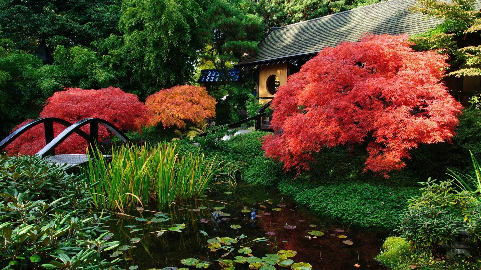 أوراق حديقة شجرة الخريف بارك الخشب الطبيعة في الهواء الطلق زهرة المشهد الموسم