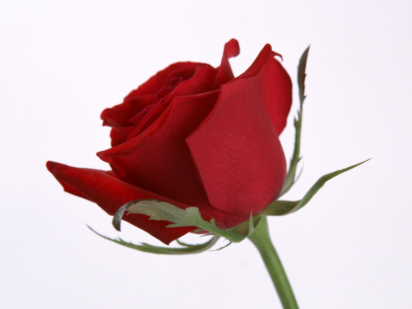 زهرة وردة الحب الرومانسية الطبيعة الأزهار الزفاف هدية البتلة النباتات الذكرى باقة ورقة الأصدقاء رومانسية اللون الصيف تزهر عيد ميلاد