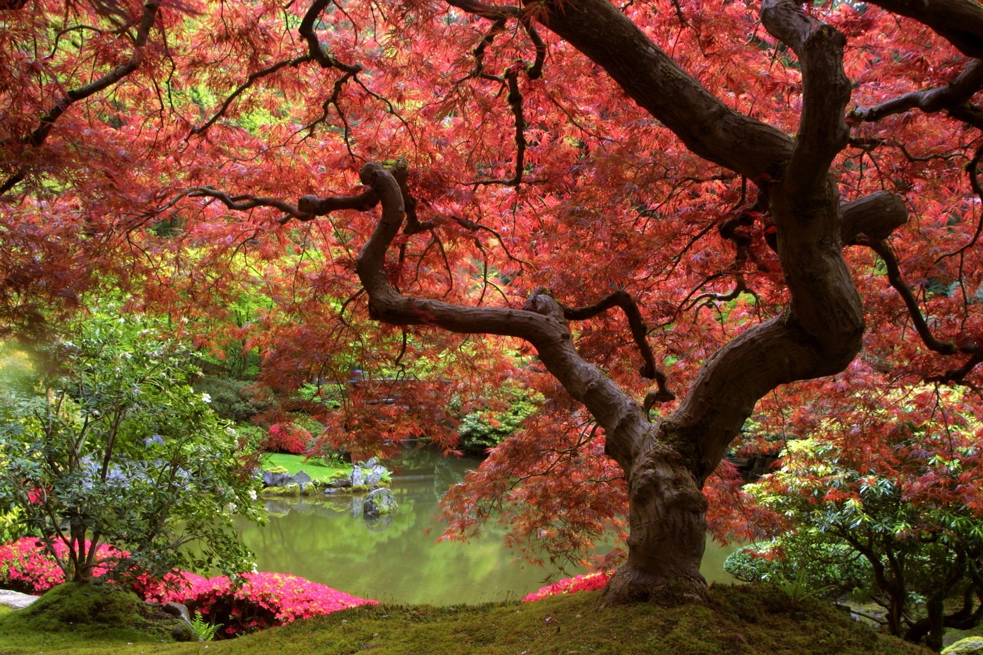 شجرة ورقة الخريف بارك القيقب فرع الطبيعة الموسم المناظر الطبيعية الخشب حديقة في الهواء الطلق اللون زهرة النباتات البيئة المناظر الطبيعية الخلابة