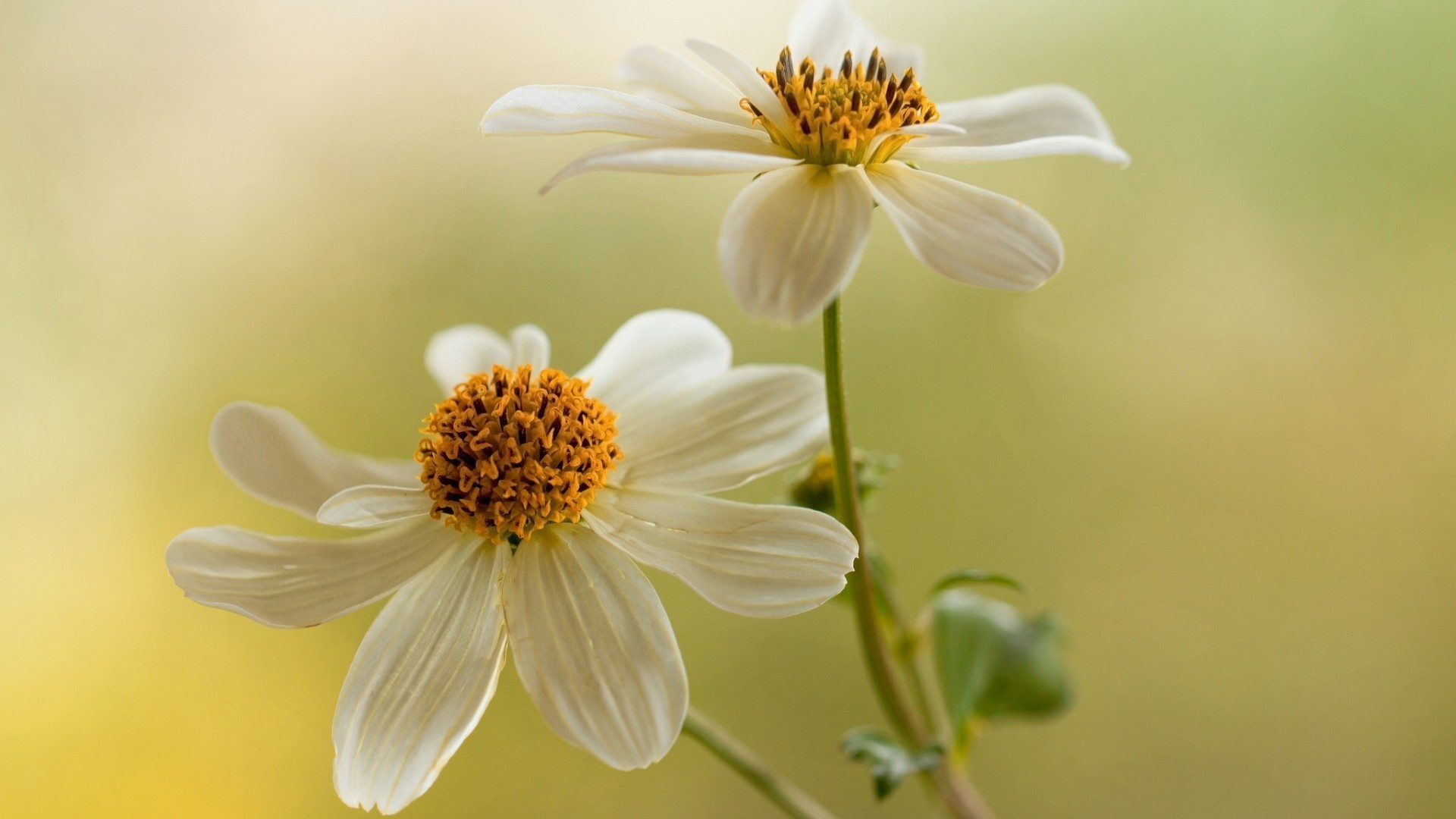 الطبيعة زهرة النباتات الصيف ورقة حديقة الأزهار النمو مشرق البتلة