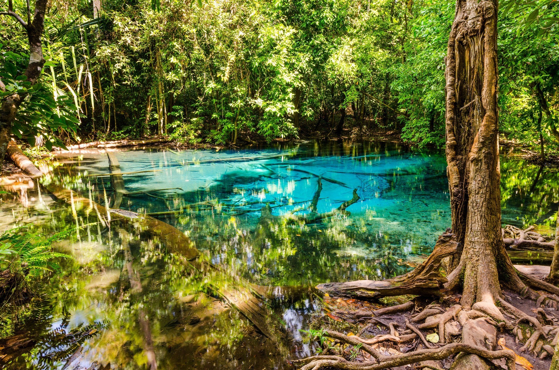 المياه الخشب الطبيعة شجرة ورقة الصيف السفر الاستوائية المناظر الطبيعية بارك نهر النباتات جميلة في الهواء الطلق البيئة الغابة المناظر الطبيعية الخلابة بحيرة انعكاس