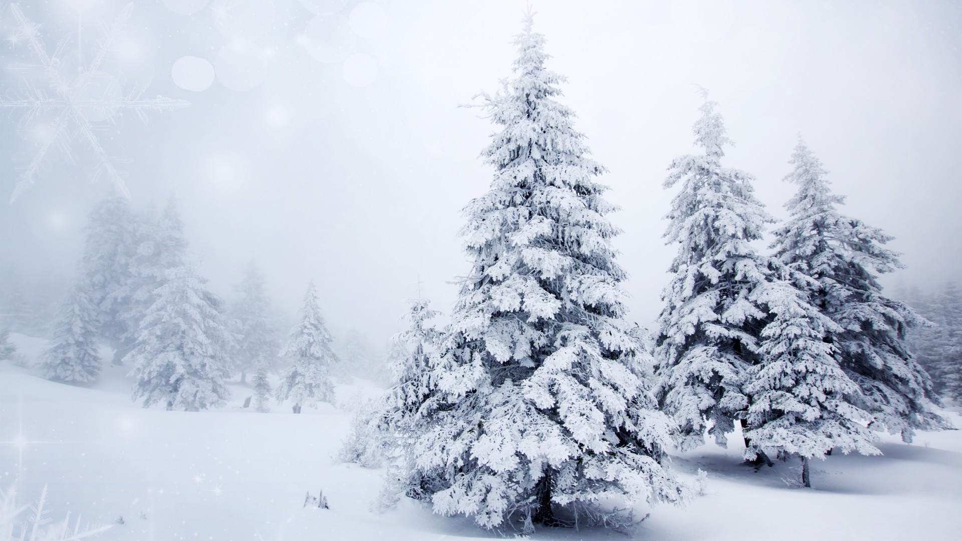 الثلوج الشتاء الصقيع الباردة المجمدة الجليد الخشب شجرة الطقس الموسم عيد الميلاد الصنوبر ثلجي فاترة عاصفة ثلجية التنوب المشهد شجرة التنوب