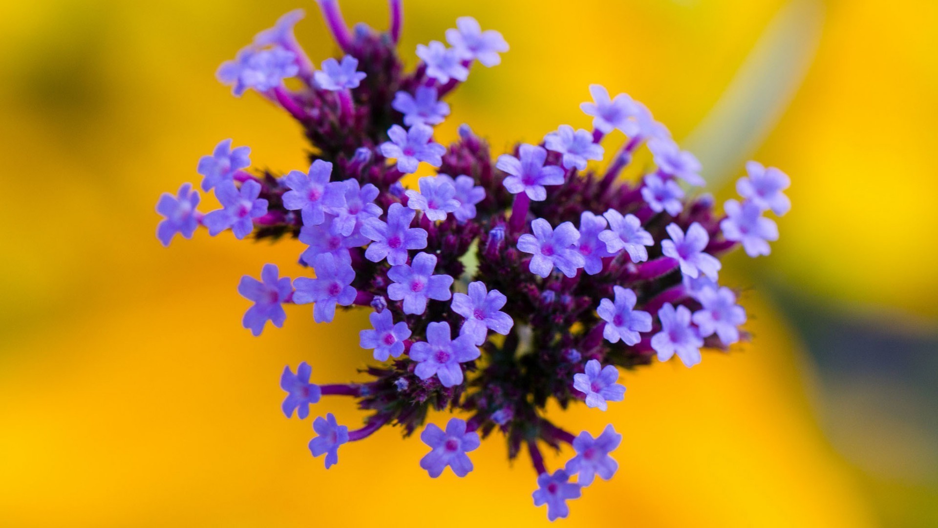 زهرة الطبيعة النباتات الأزهار طمس حديقة الصيف ورقة اللون تزهر