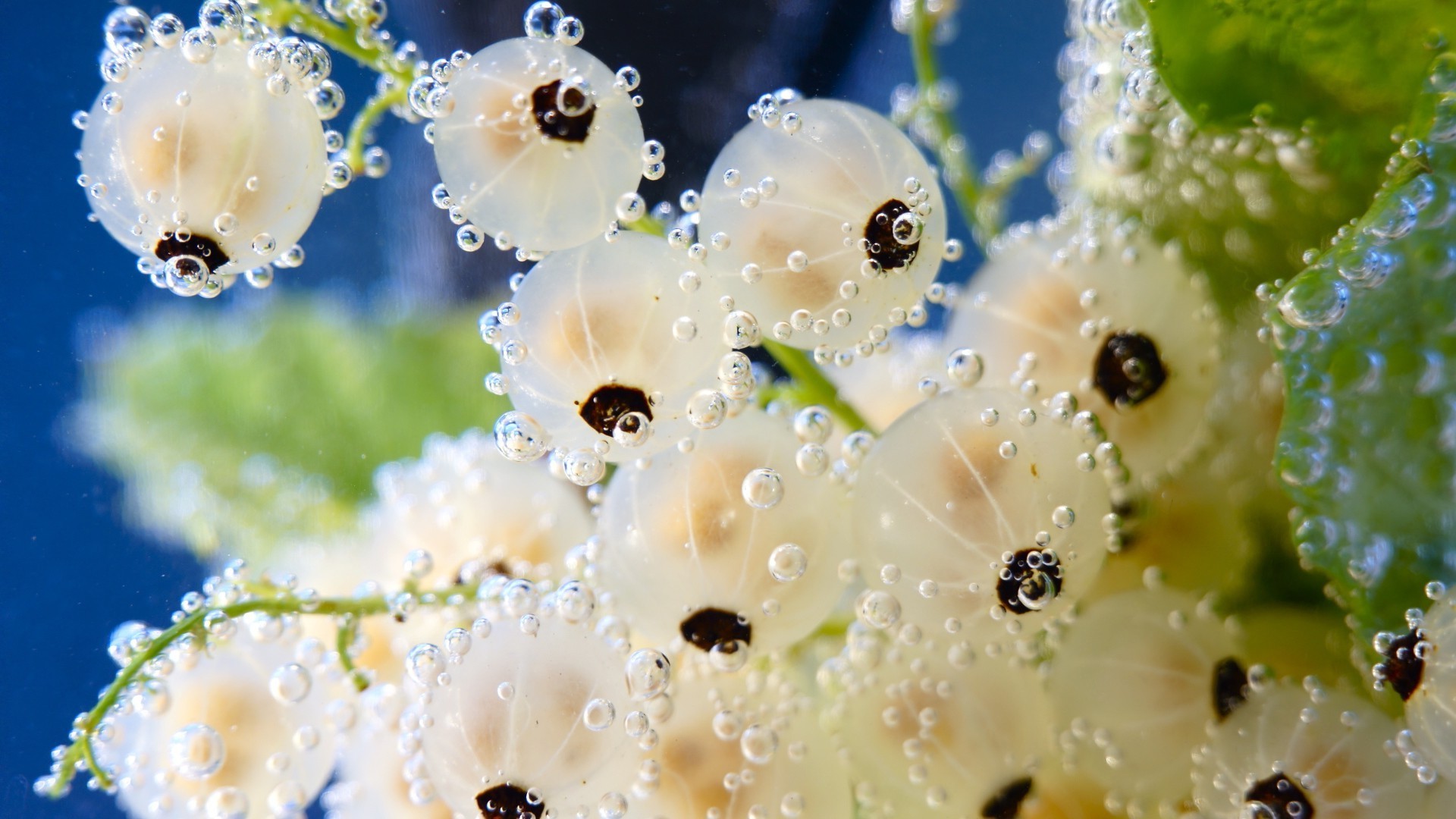 الطبيعة زهرة المطر الخريف الزينة الندى المياه الصيف