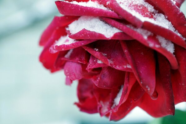 زهرة حمراء مع رش الثلج