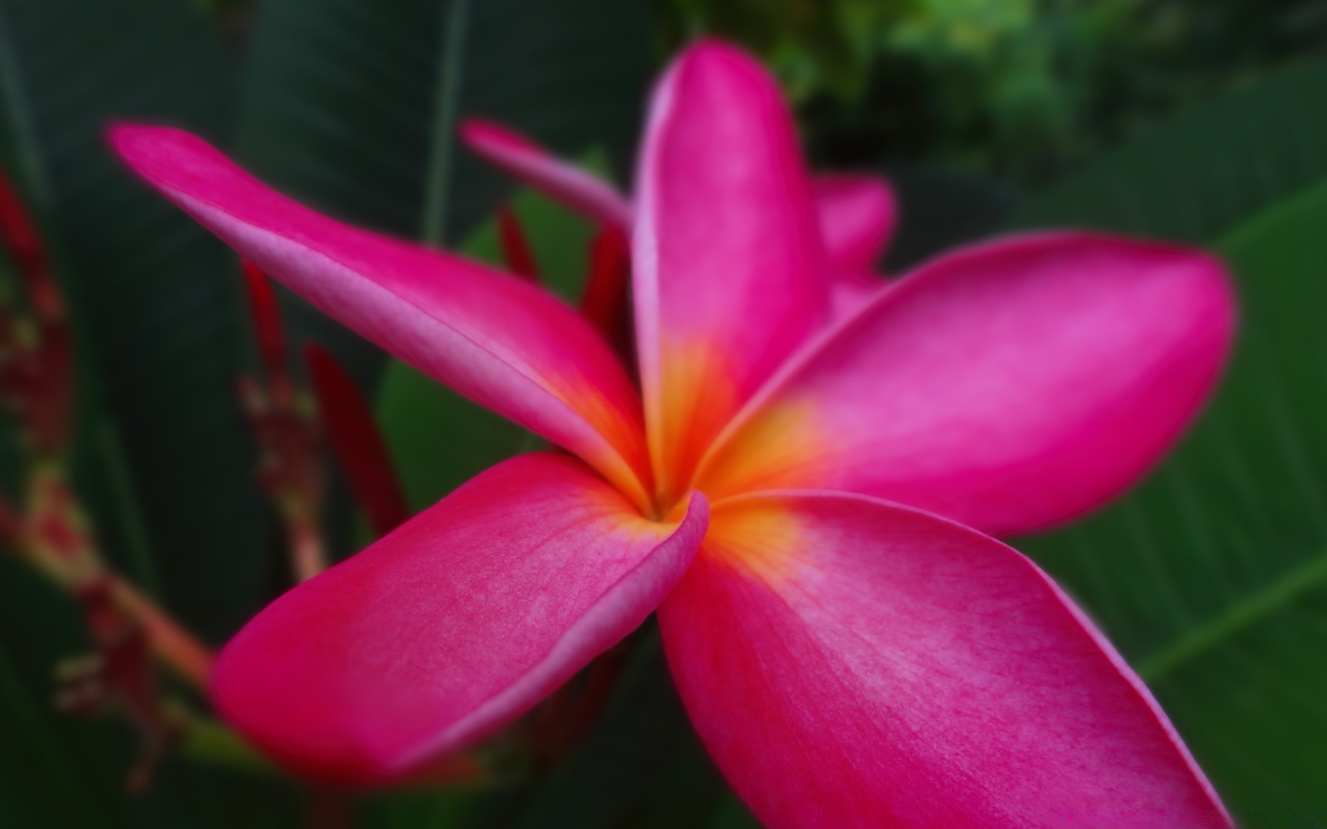 الزهور الاستوائية زهرة الطبيعة الغريبة النباتات فرانجيباني الصيف حديقة بلوميريا ورقة جميلة ألوها اللون مشرق البتلة تزهر الأزهار