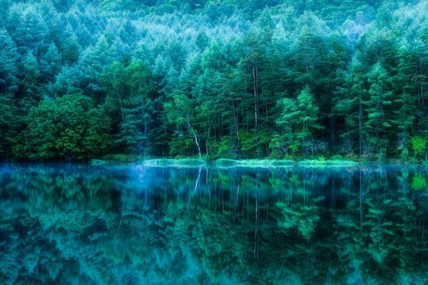 المناظر الطبيعية الرائعة للغابة الضبابية
