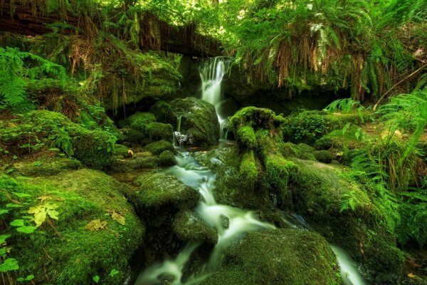 شلال في غابة استوائية وصخور مغطاة بالطحالب