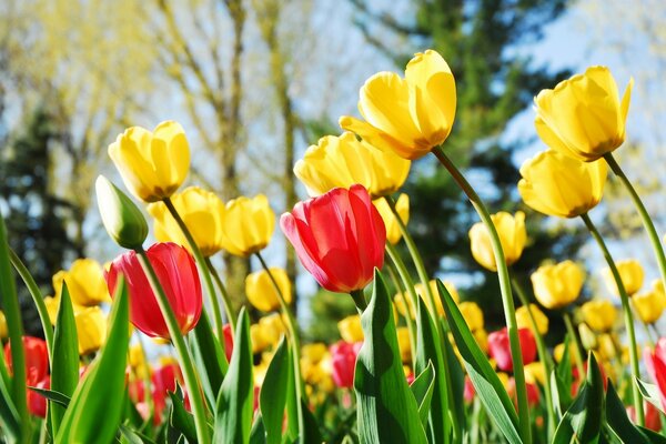 زهور الأقحوان الربيعية بألوان مختلفة